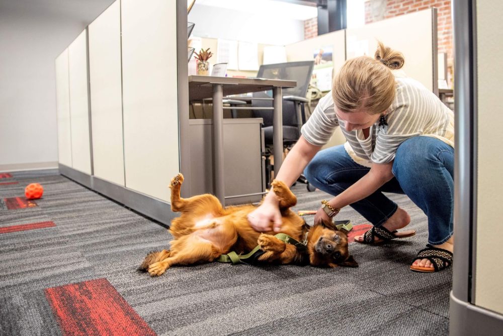 A woman in an office petting the belly of a dog